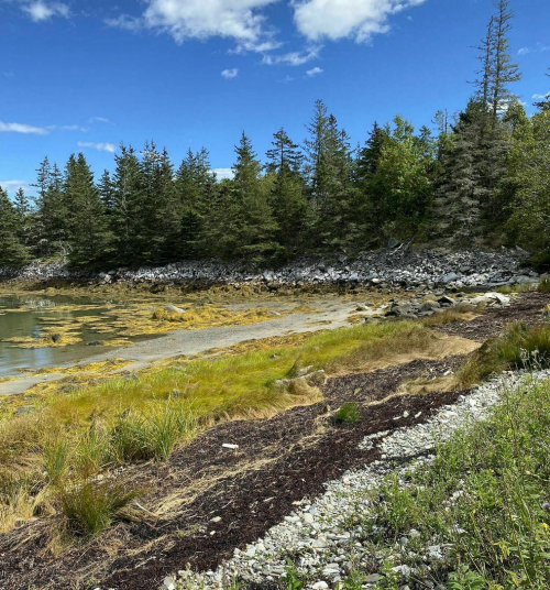 A serene coastal scene with rocky shore, green grass, and trees under a blue sky with scattered clouds.