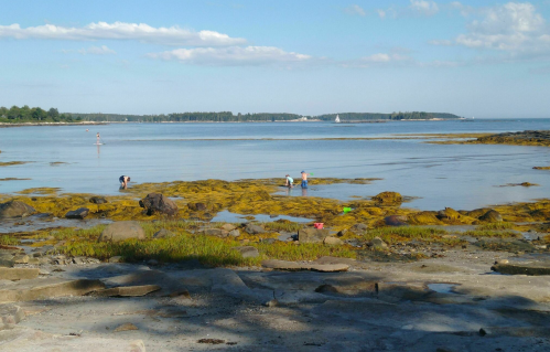 Two people explore a rocky shoreline covered in seaweed, with calm water and distant boats under a blue sky.