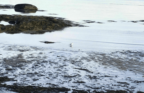 A solitary bird wades through shallow water at low tide, with rocks and a calm sea in the background.