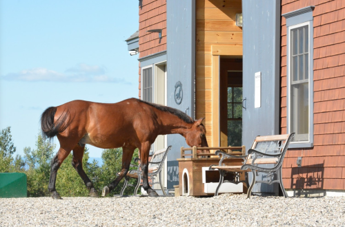 A brown horse walks towards a wooden building with benches outside on a gravel path.
