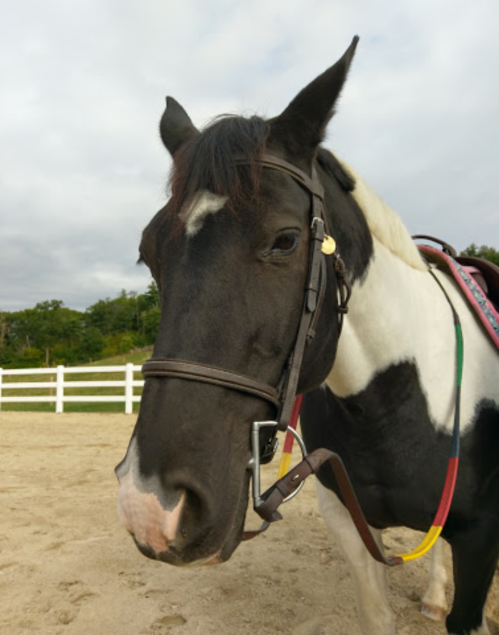 A close-up of a black and white horse wearing a bridle, with a sandy arena and white fence in the background.