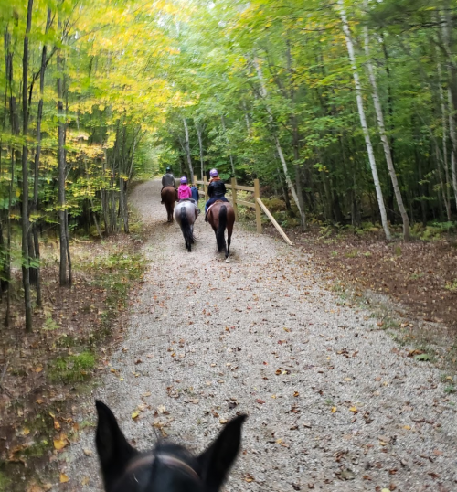 A group of riders on horseback walking down a gravel path through a forest with autumn foliage.