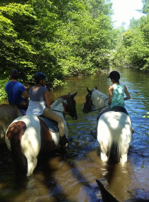 Two riders on horseback navigate through a shallow, wooded stream on a sunny day.