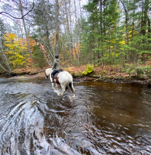 A person on a horse wades through a shallow stream in a forest with autumn foliage.