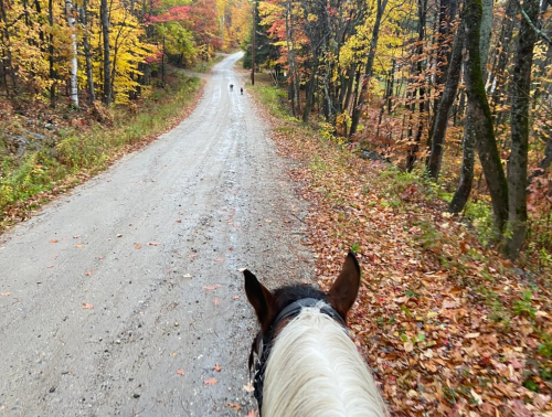 View from horseback on a dirt road surrounded by colorful autumn trees, with a dog in the distance.
