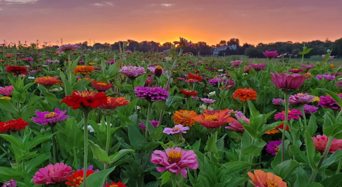 A vibrant field of colorful flowers at sunset, with hues of pink, orange, and red against a purple sky.