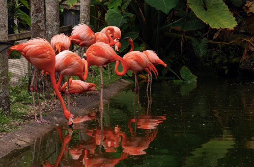 A group of vibrant pink flamingos standing by a pond, their reflections visible in the water. Lush greenery surrounds them.