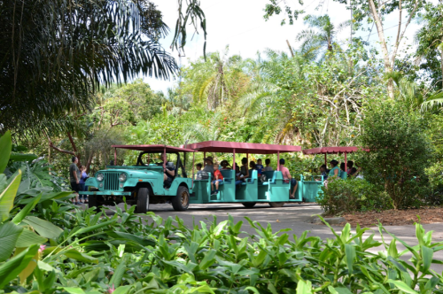 A turquoise tram filled with people travels through a lush, green tropical landscape.