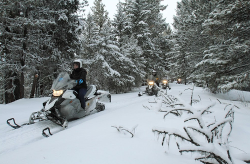 Snowmobiles navigate a snowy forest trail surrounded by tall trees and a winter landscape.