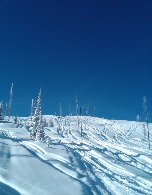 A snowy landscape with tall trees and clear blue skies, featuring ski tracks winding up a hill.