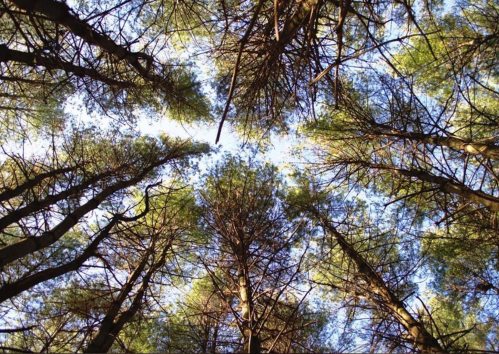 Looking up at tall trees with green foliage against a bright blue sky.