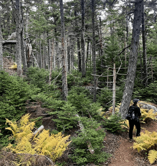 A person walks along a forest trail surrounded by tall trees and ferns, enjoying the serene natural landscape.
