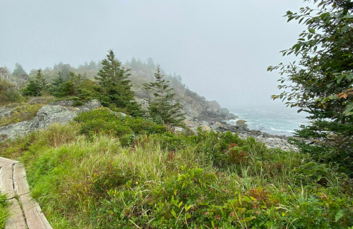 A misty coastal scene with rocky shores, evergreen trees, and lush greenery along a wooden path.