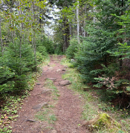 A narrow dirt path winds through a lush forest, surrounded by green trees and scattered rocks.