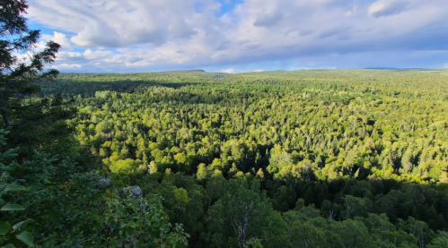 A panoramic view of a lush green forest under a partly cloudy sky, showcasing a vibrant landscape.