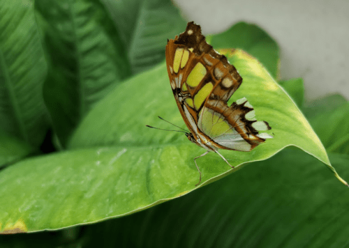 A colorful butterfly perched on a large green leaf, surrounded by lush foliage.