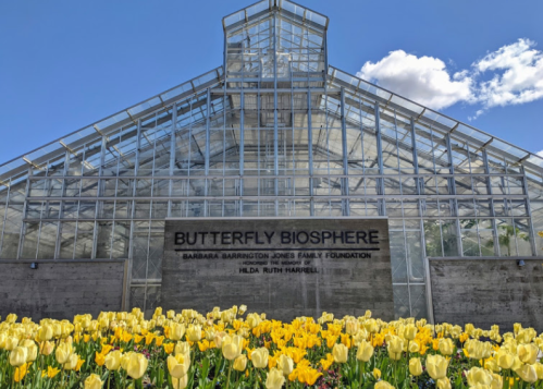Glass greenhouse with "Butterfly Biosphere" sign, surrounded by vibrant yellow tulips under a blue sky.