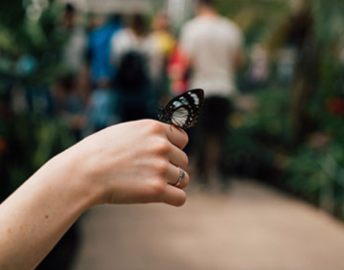 A hand holding a butterfly, with blurred people and greenery in the background.