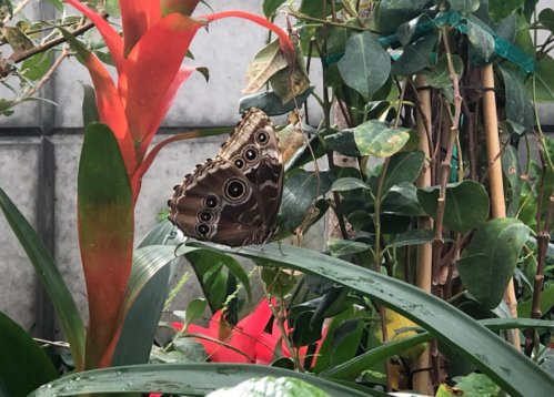 A butterfly with brown and blue patterns rests on green leaves among vibrant tropical plants.