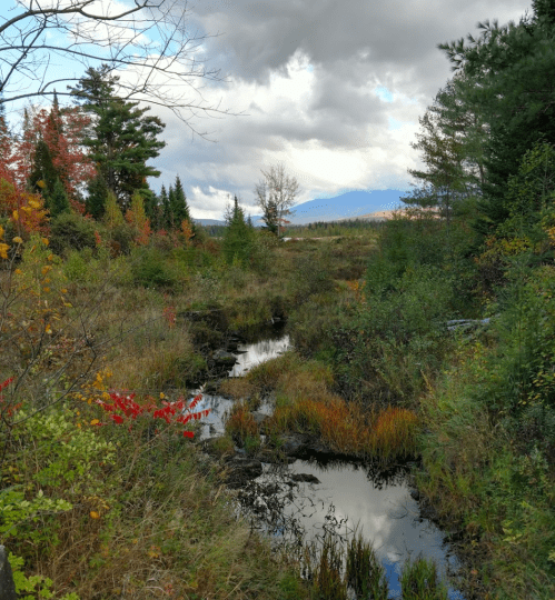 A serene landscape featuring a winding stream surrounded by colorful autumn foliage and distant mountains under a cloudy sky.