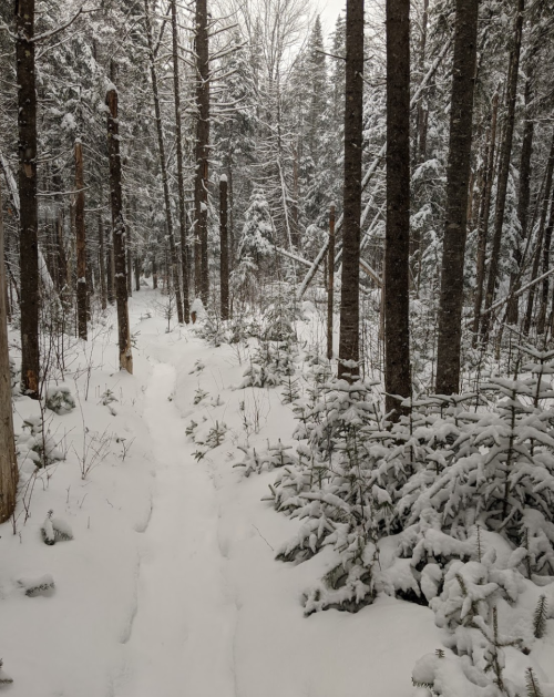 A snowy forest path surrounded by tall trees and snow-covered ground, creating a serene winter landscape.