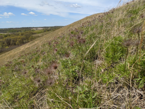 A hillside covered with green grass and purple wildflowers under a blue sky with scattered clouds.