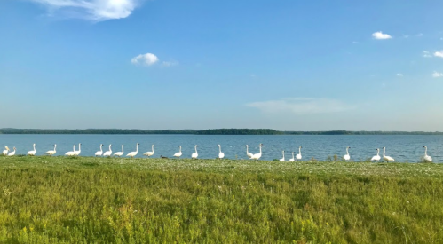 A line of white swans stands on the shore of a lake, with green grass and a clear blue sky in the background.