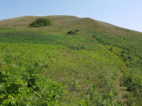 A grassy hillside with a clear blue sky, featuring a winding path through lush green vegetation.