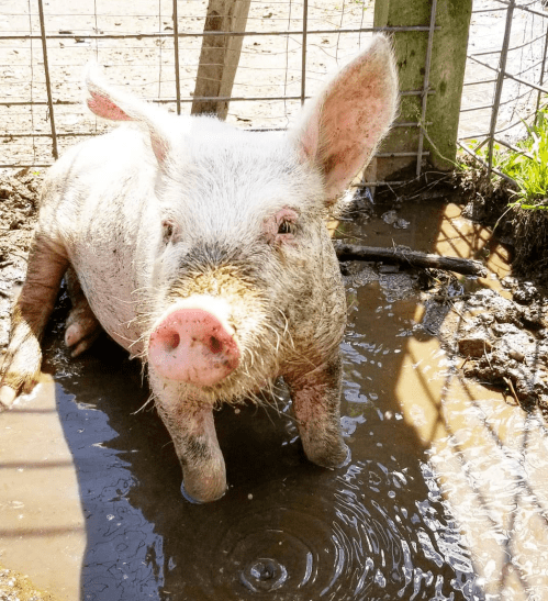 A muddy piglet sits in a small puddle, with its ears perked up and a curious expression. Sunlight shines on its wet fur.