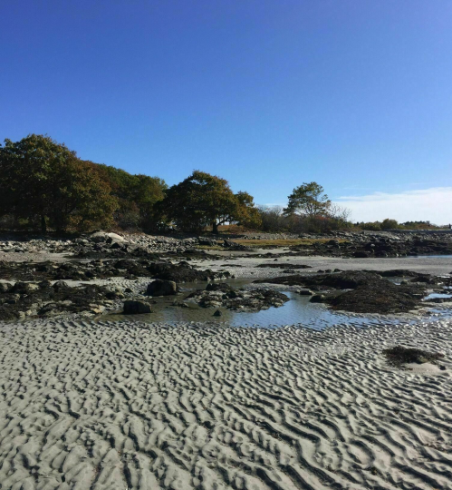 A serene beach scene with sandy textures, rocky areas, and trees under a clear blue sky.