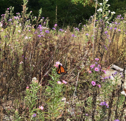 A vibrant field of wildflowers with a monarch butterfly perched on a pink flower.