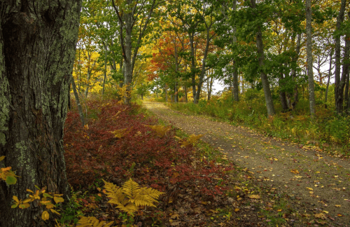 A winding dirt path through a vibrant autumn forest with colorful leaves and trees.