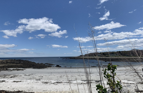 A serene beach scene with a clear blue sky, gentle waves, and sparse vegetation in the foreground.