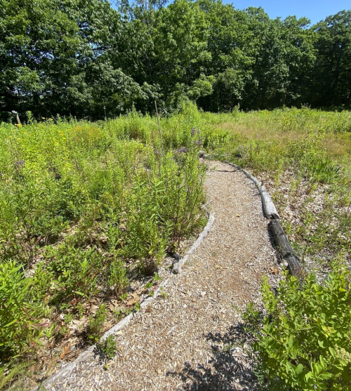 A winding gravel path through a lush green field with tall grasses and trees in the background.