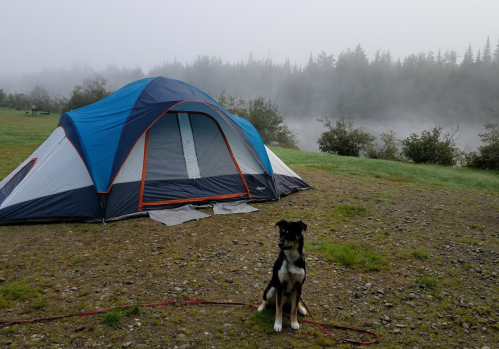 A dog sits in front of a blue and gray tent in a foggy campsite by a river, surrounded by trees.