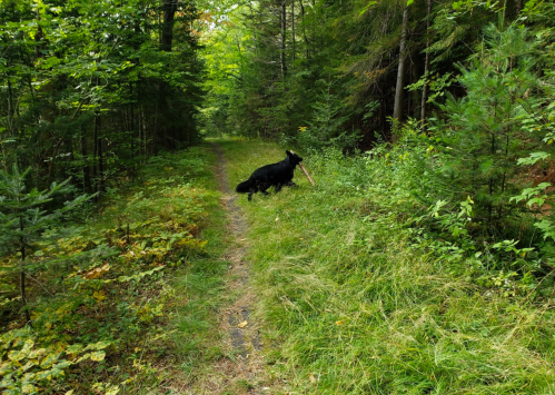 A black dog stands on a grassy trail in a lush green forest, surrounded by trees and underbrush.