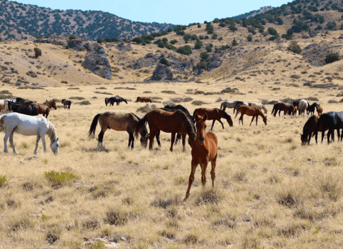 A herd of horses grazing in a dry, grassy landscape with rolling hills in the background.