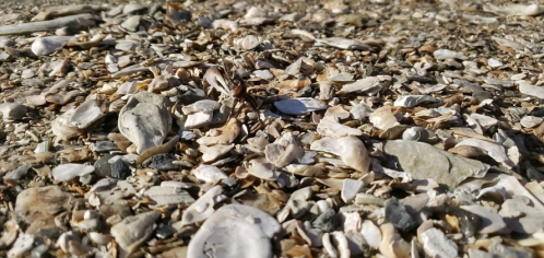 A close-up view of a sandy beach covered in various seashells and small stones.