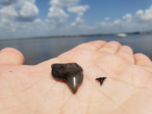 A hand holding two fossilized shark teeth against a backdrop of water and cloudy sky.