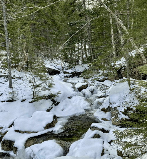 A serene winter scene of a snow-covered creek flowing through a forest of evergreen trees.