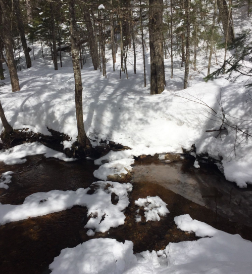 A snowy forest scene with a small stream flowing through, surrounded by trees and patches of snow.