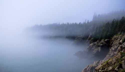 Foggy coastline with rocky cliffs and dense evergreen trees, creating a serene and mysterious atmosphere.