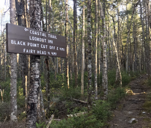A wooden sign in a forest indicating directions to Coastal Trail, Lookout, Black Point, and Fairy Head.