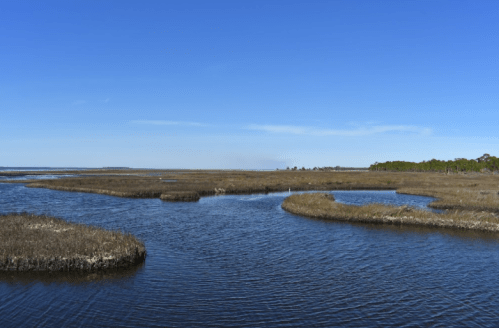 A serene wetland landscape with winding water channels and tall grasses under a clear blue sky.