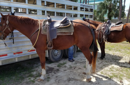 Two brown horses with saddles stand beside a horse trailer in a grassy area.