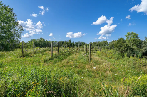 A sunny landscape with green grass, wildflowers, and wooden posts under a blue sky with fluffy clouds.