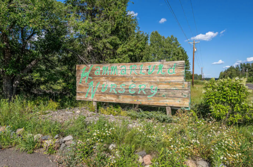 Wooden sign for "Hammarlund Nursery" surrounded by greenery and wildflowers on a sunny day.