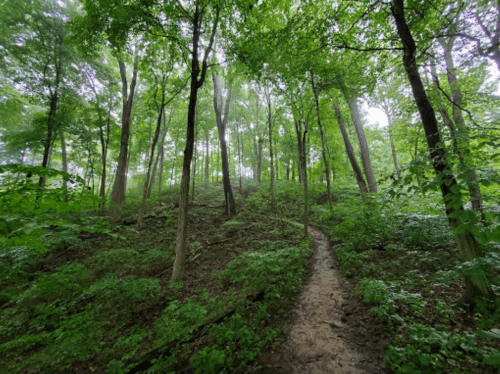A lush green forest with tall trees and a winding dirt path through the underbrush. Soft light filters through the leaves.