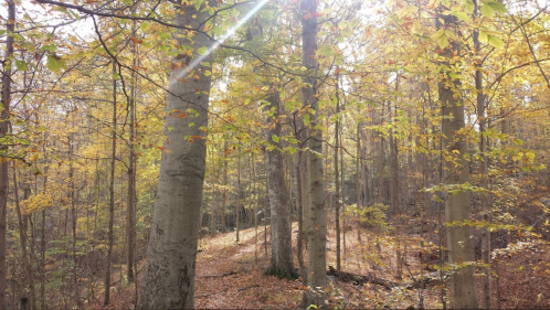 Sunlight filters through trees in a vibrant autumn forest, with golden leaves scattered on the ground.