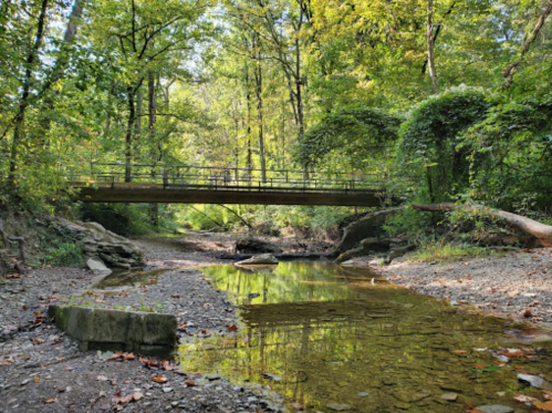 A serene forest scene featuring a bridge over a shallow creek, surrounded by lush green trees and rocky banks.